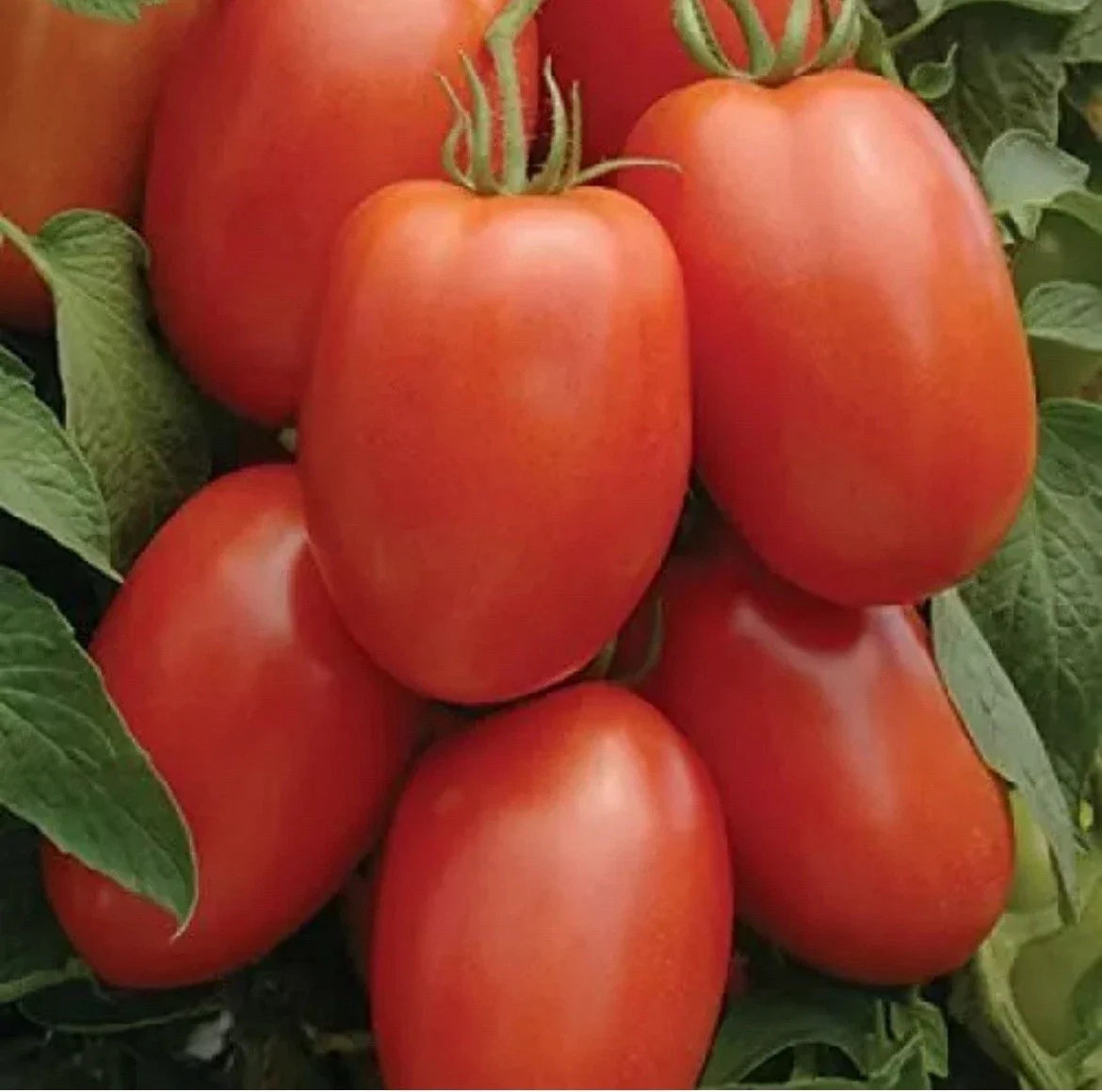 Non-GMO Roma Tomato Seeds - 25 Count - Easy Organic Gardening - Solanum lycopersicum - Perfect for Home Gardens