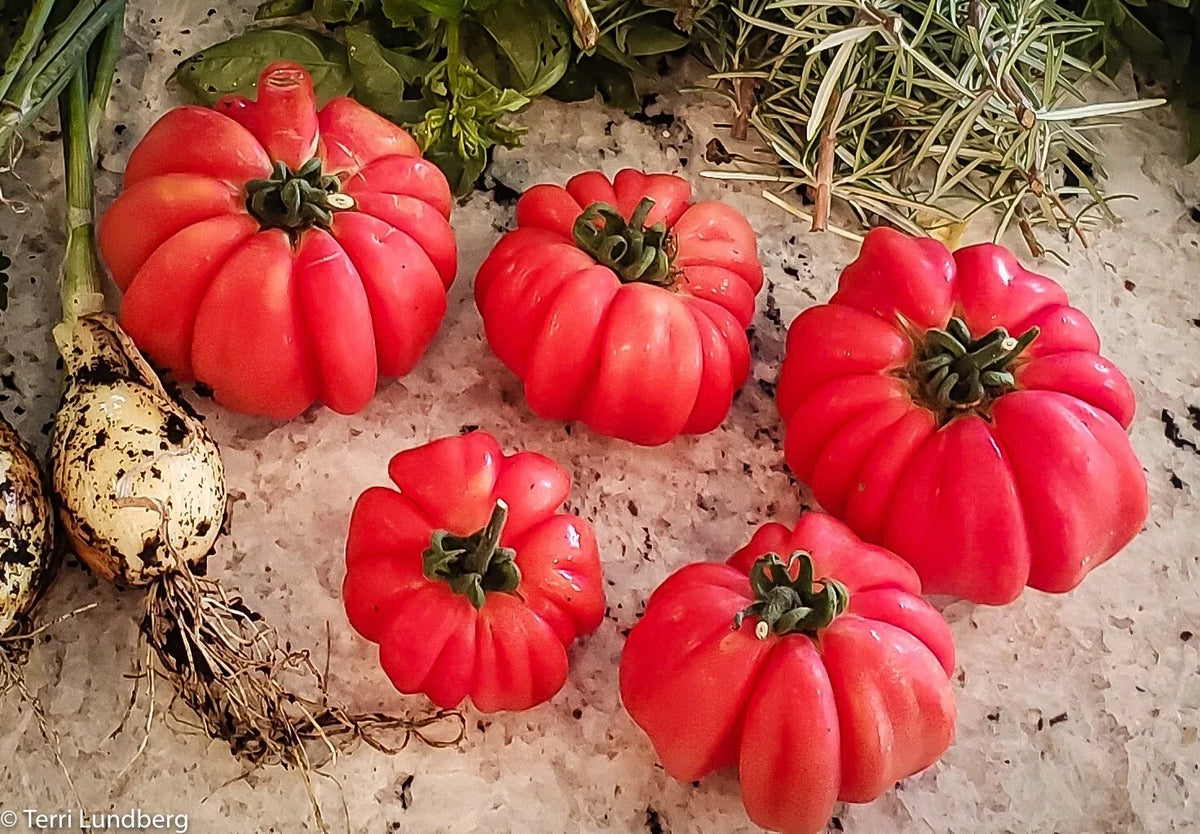 Mushroom Basket Tomato Seeds - 10+ Heirloom Organic Non-GMO - Solanum lycopersicum - Rare Variety for Home Garden