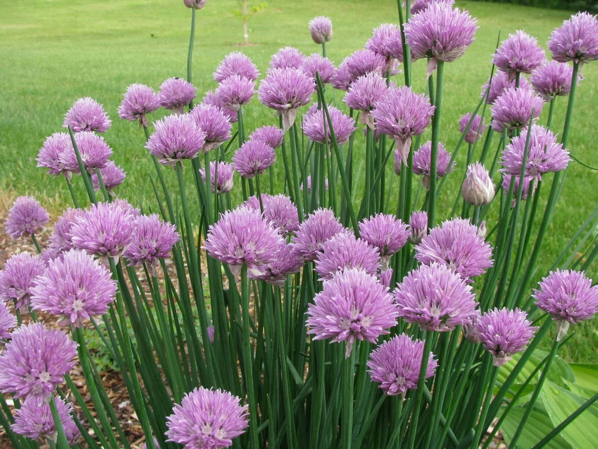 Onion Chives Seeds - 500+ Seeds - Organic Allium schoenoprasum - Culinary Herb Garden Planting
