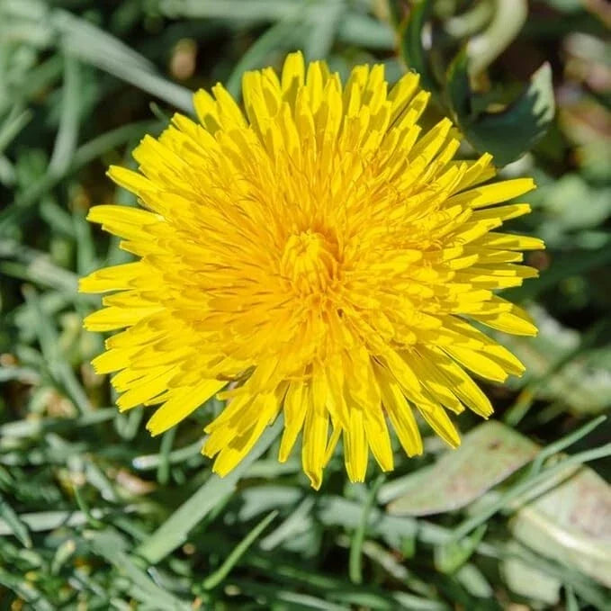 Dandelion Live Plant 4" Pot - Bright Yellow Flowers, Edible Herb - Taraxacum officinale - Hardy Perennial, Easy Care