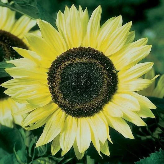 Lemon Queen Sunflower Seeds 100 Count - Helianthus annuus - Golden-Yellow Blooms for Garden Planting and Displays