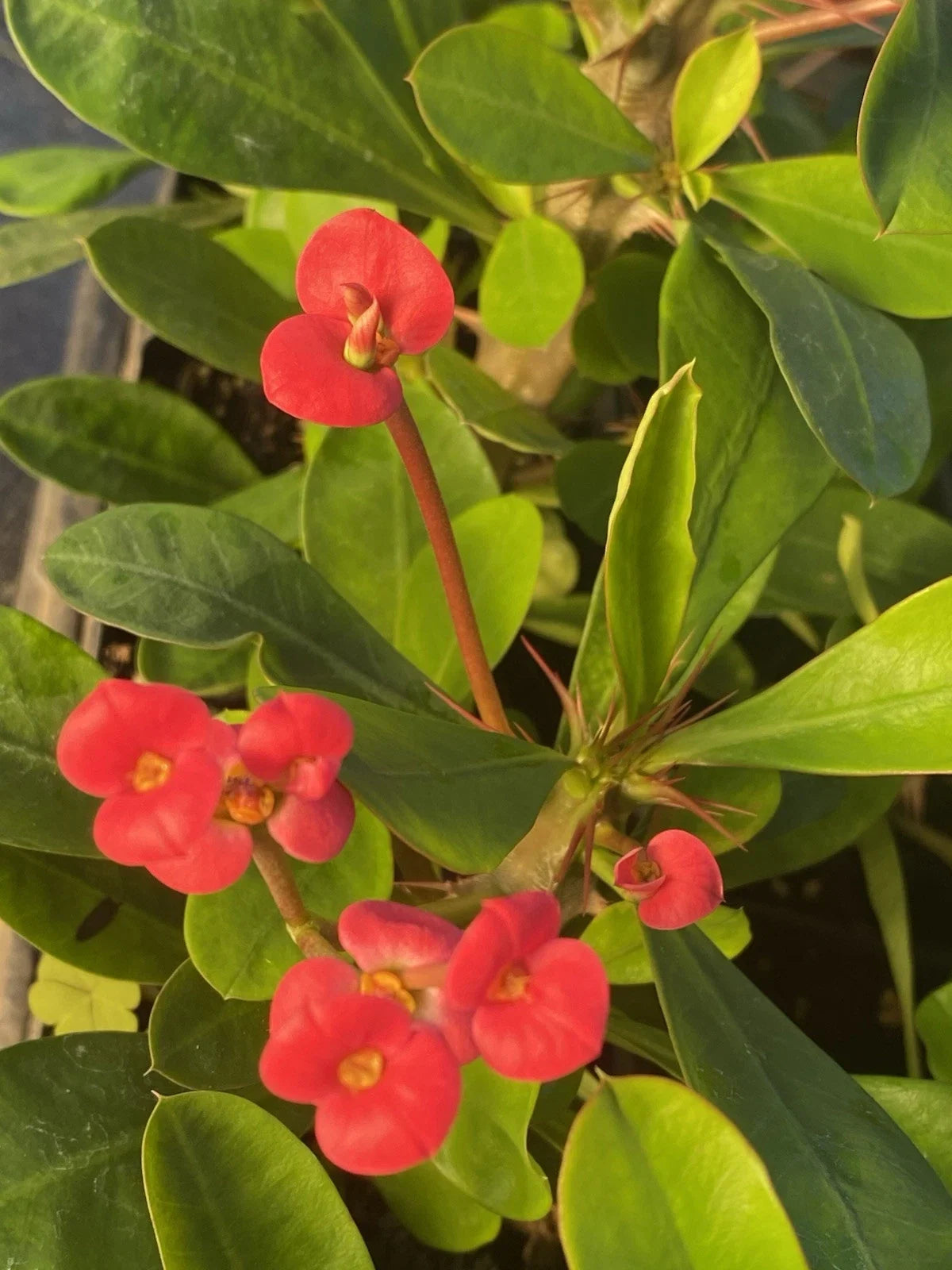 Crown of Thorns Plant Cutting, Red Flowers, Euphorbia Milii, Blooming Succulent, Bare Root Cactus, Care Instructions Included