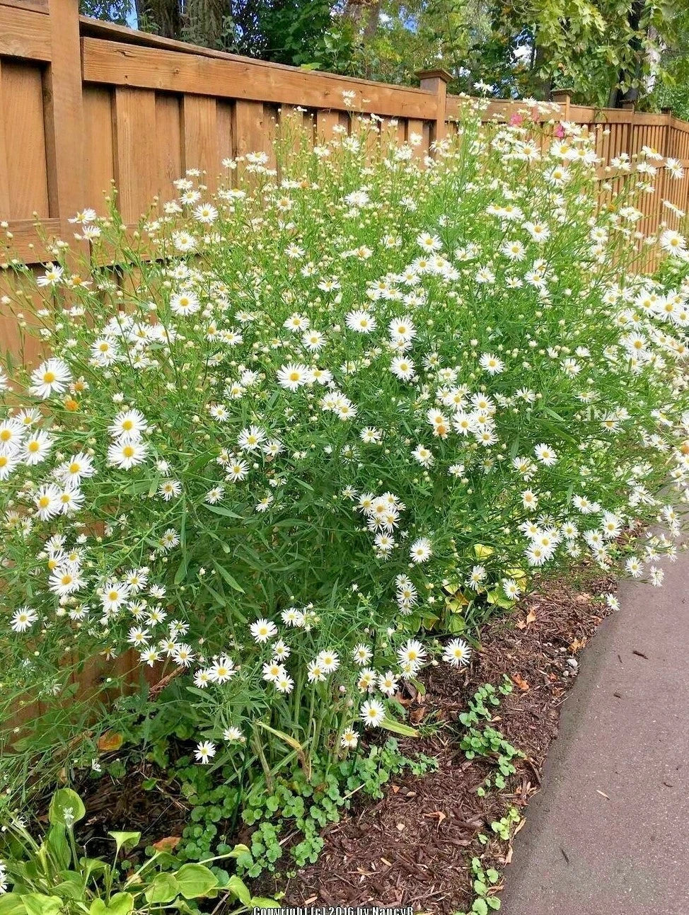 False Aster Seeds - 200 Perennial Wildflower Seeds for Poor Soils - Symphyotrichum spp. - Summer & Fall Garden