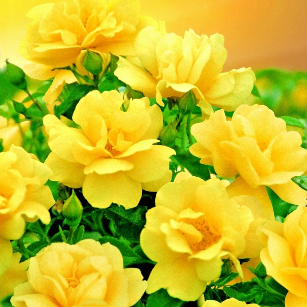 True Friendship Rose Bush 1-2' Yellow Floribunda Rosa, Hardy Full Sun, Zones 5-9, Compact Blooming Plant