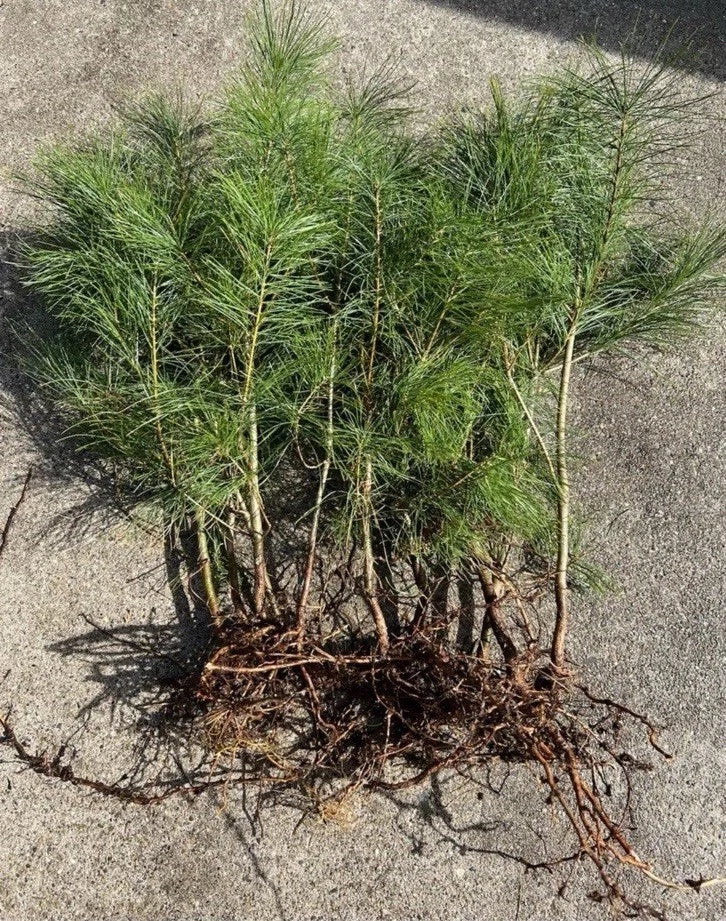 Loblolly Pine Tree Seedlings 5-10” Fast Growing 10 Pack - Pinus taeda - Wild Grown for Erosion Control & Landscaping