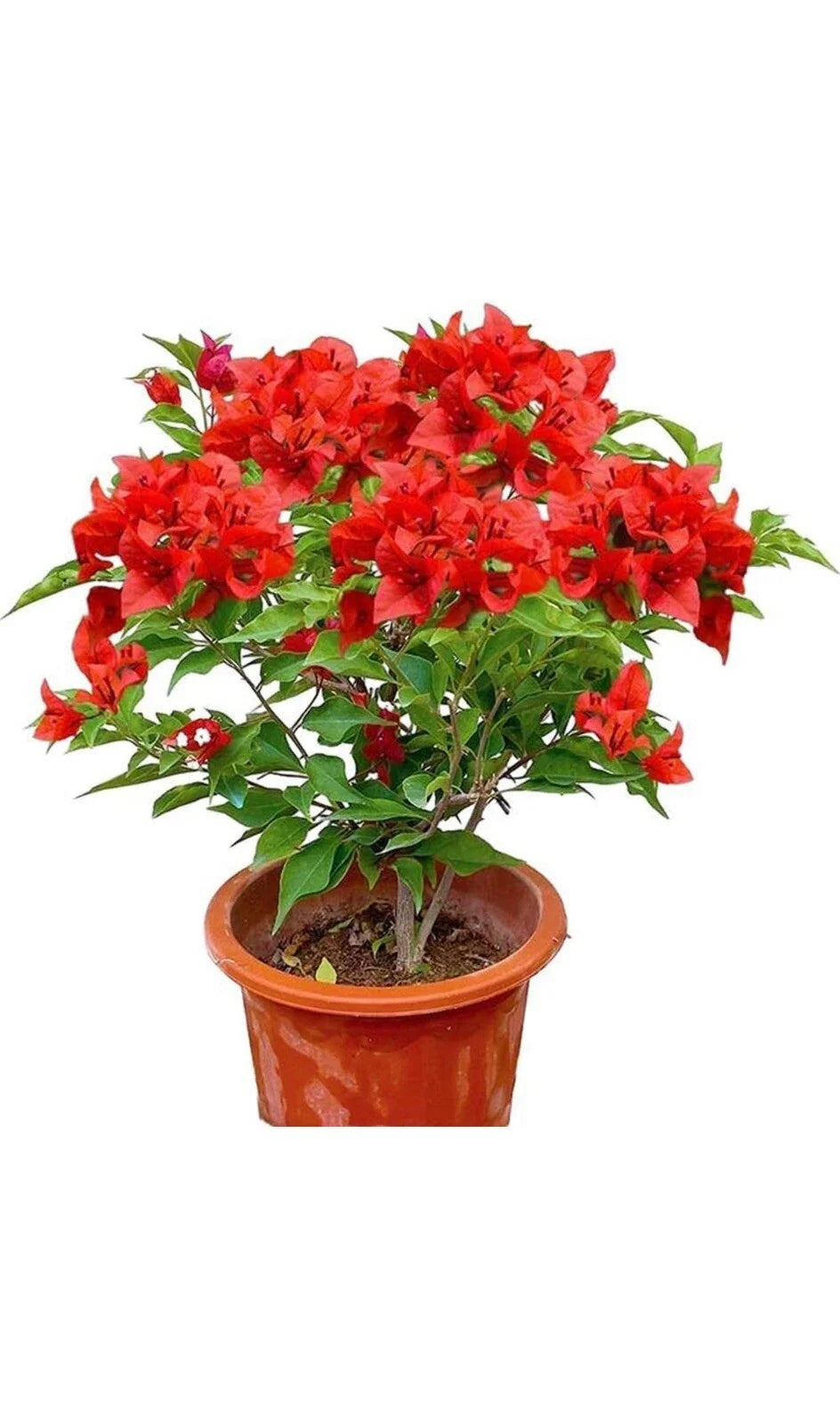 Jamaican Red Bougainvillea Starter Plant - Small Well-Rooted Tropical Plant (Bougainvillea glabra) - Rare Vibrant Red Blooms