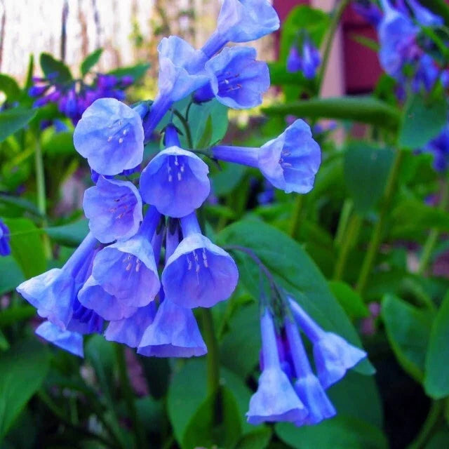 Virginia Bluebell Root Systems - 12 Bare Roots, Bell Shaped Flowers, Convallaria majalis, Perennial Garden Plants