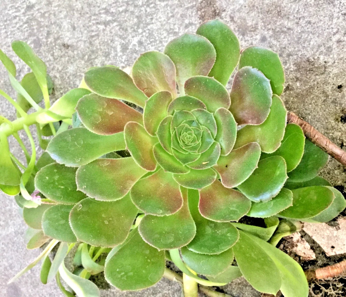 Rooted Aeonium Undulatum Succulent 4-5" Wide Stalked Variety - Unique Green Rosettes for Indoor/Outdoor Garden