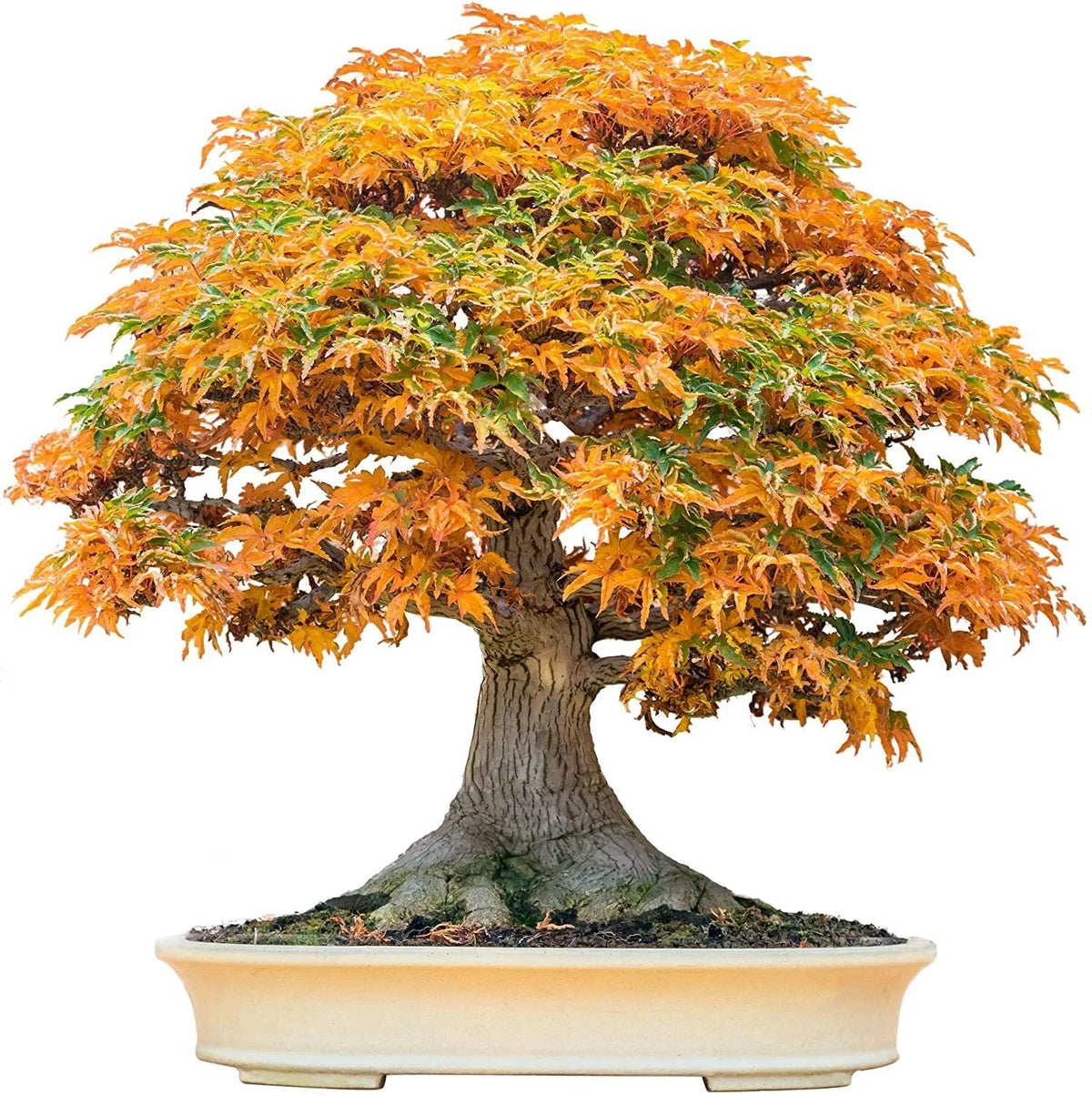 Bonsai Tree Seeds - 30+ Trident Maple Seeds (Acer buergerianum) for Easy Cultivation and Stunning Foliage
