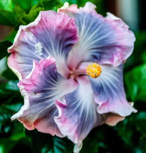 Blue Purple Hibiscus Seeds - 20 Hardy Perennial Flower Seeds - Hibiscus rosa-sinensis - Tropical Exotic Garden Plants