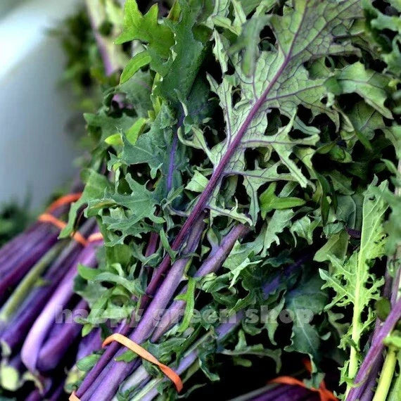 Red Russian Kale Seeds - 500 Organic Non-GMO - Brassica oleracea - Ideal for Microgreens and Home Gardening