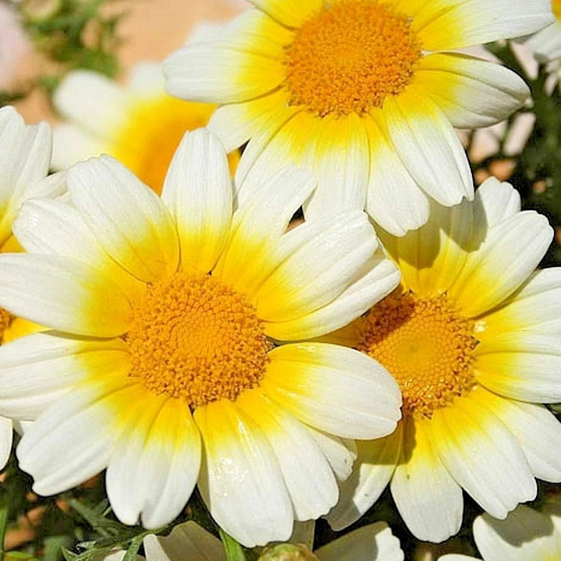 Garland Daisy Flower Seeds - 301+ Seeds - Edible & Medicinal - Chrysanthemum coronarium - Prairie Wildflower