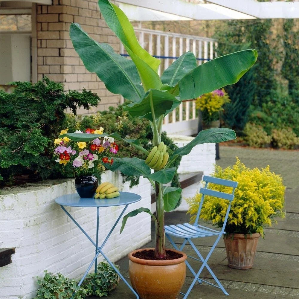 Organic Banana Plant Starter - 4-Inch Gran Nain - Musa acuminata - Live Plant for Home Garden - Free Shipping