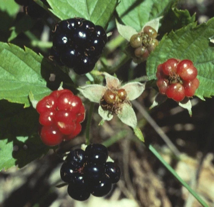 Swamp Dewberry Plants - 5 Bare Root Edible Fruit Bushes - Rubus caesius - Native Low-Grow Ground Cover for Gardens