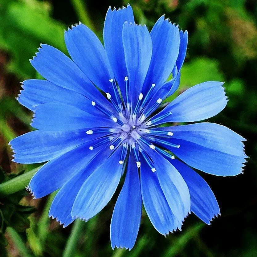 Chicory Seeds 300 Count | Non-GMO Cichorium Intybus | Nutritious Garden Planting