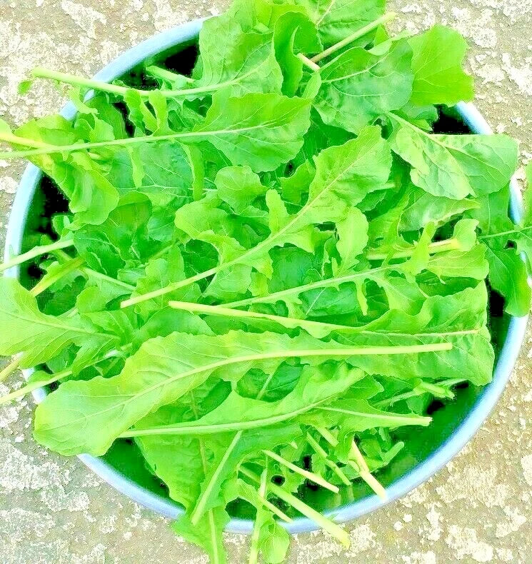 Arugula Seeds - 2500+ Non-GMO Microgreens for Salad - Eruca sativa - Fast-Growing Vegetable Garden Greens