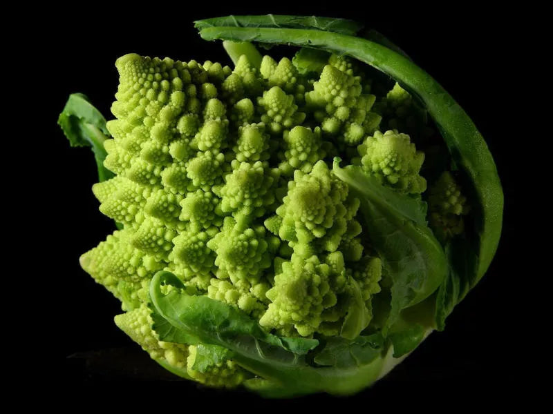 Broccoli Seeds - 100 Count - Romanesco Variety - Unique Conical Shape - Brassica oleracea var. italica - GroCo USA