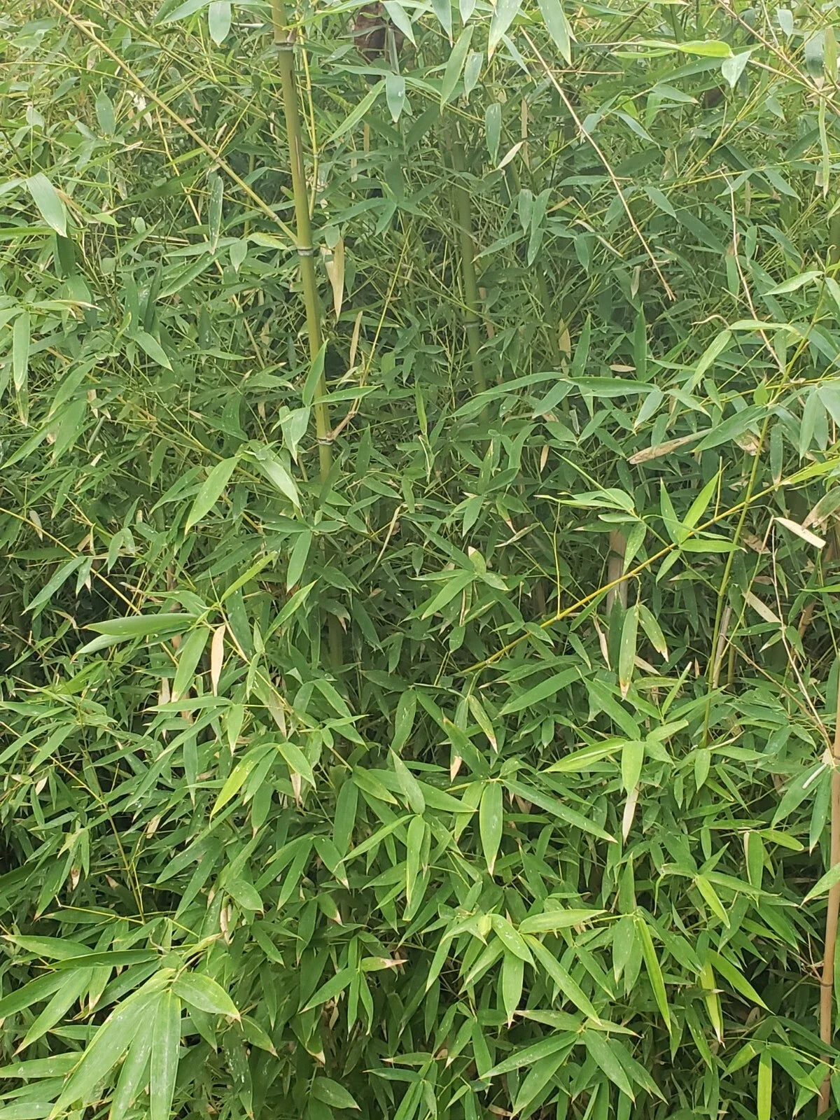 Live Bamboo Roots for Privacy Fencing and Landscaping - Bambusoideae - Erosion Control, Garden Projects, Eco-Friendly
