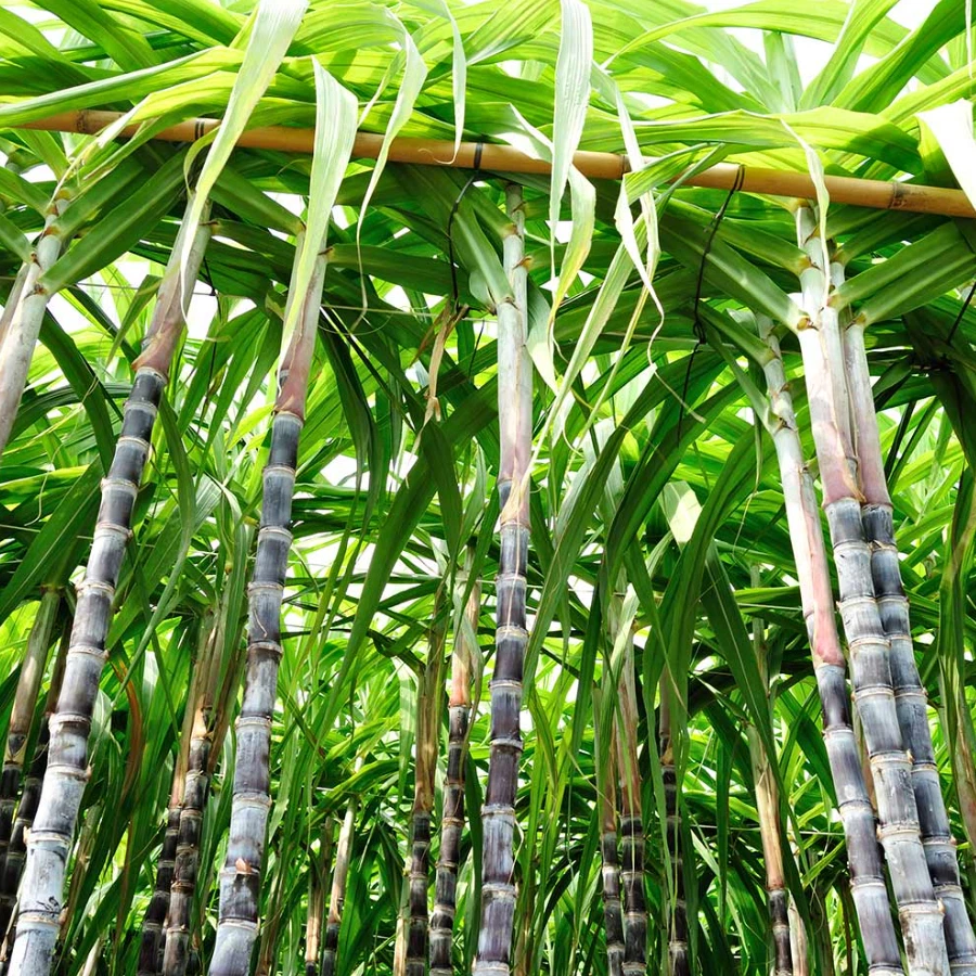 Purple Sugarcane Cuttings Set of 20 Stalks, 12 Inch for Planting & Propagation, Saccharum officinarum