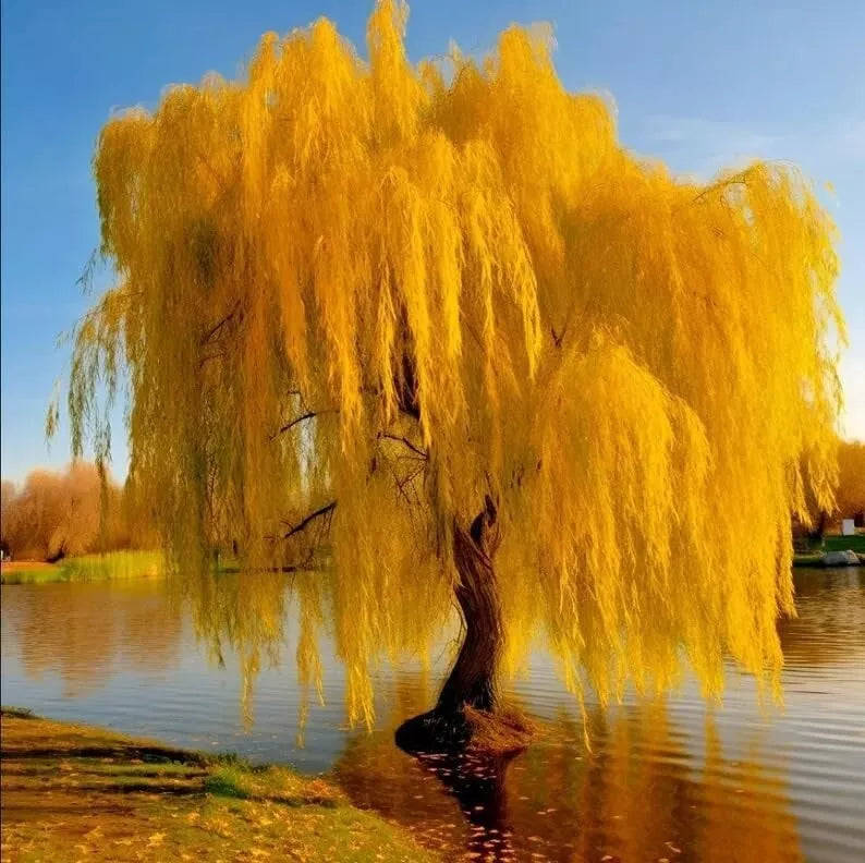 Gold Weeping Willow Tree Cuttings - 5 Pack - Salix babylonica 'Golden' - Ideal for Bonsai or Garden Planting
