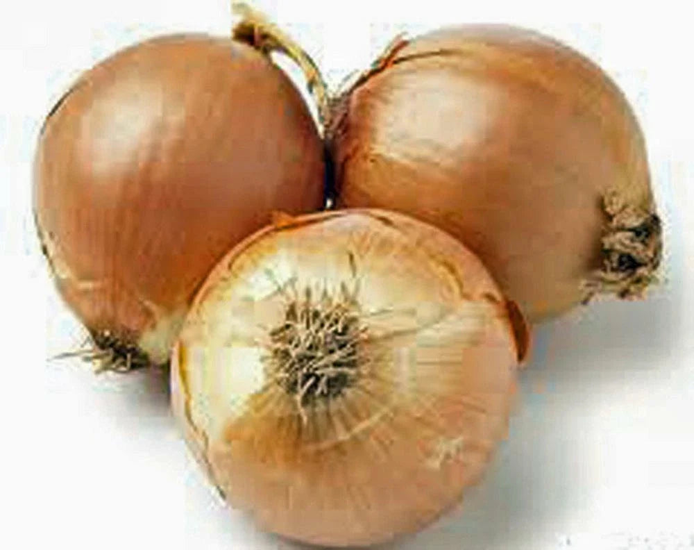 Spanish Yellow Onion Seeds - 100 Heirloom Non-GMO Seeds - Allium cepa - Sweet Flavor for Home Gardening