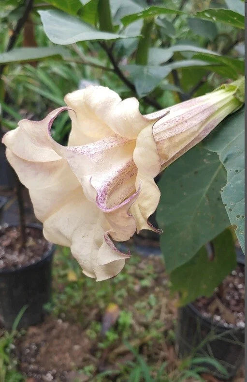 Chocolate Angel Trumpet Seeds - 10 Pack - Brugmansia Datura - USA Grown - Fragrant Trumpet Flowers for Gardens and Patios