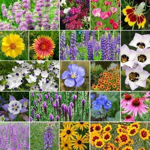 Wildflower Mix Seeds 1000 Non-GMO North American Native Heirloom Flowers Various Species for Pollinator Garden