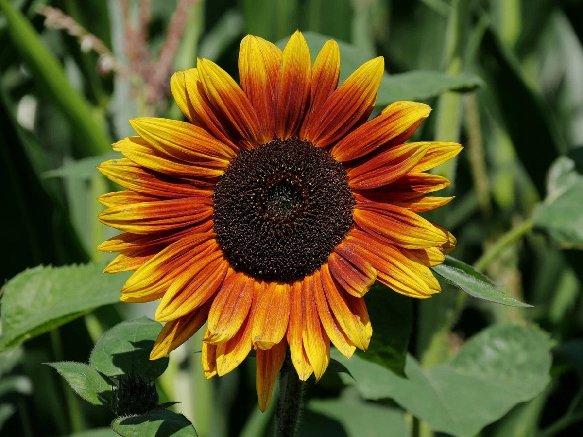 Indian Blanket Sunflower Seeds - 50 Fresh Seeds - Bright Yellow & Red Blooms - Gaillardia pulchella - Non-GMO