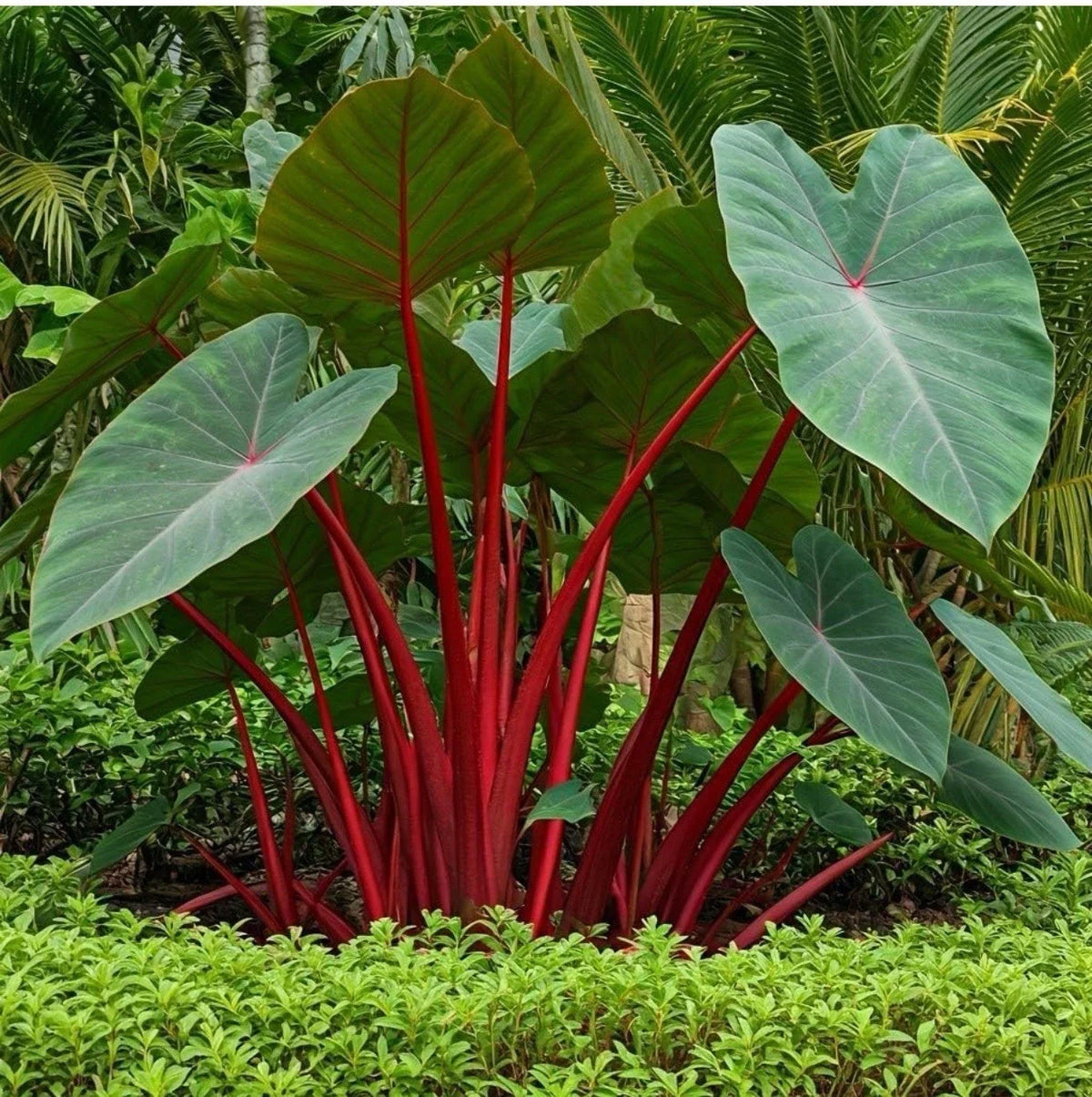Hawaiian Punch Elephant Ear Plant - Small Rooted Starter - Colocasia esculenta - Tropical Foliage for Indoor & Outdoor Gardening