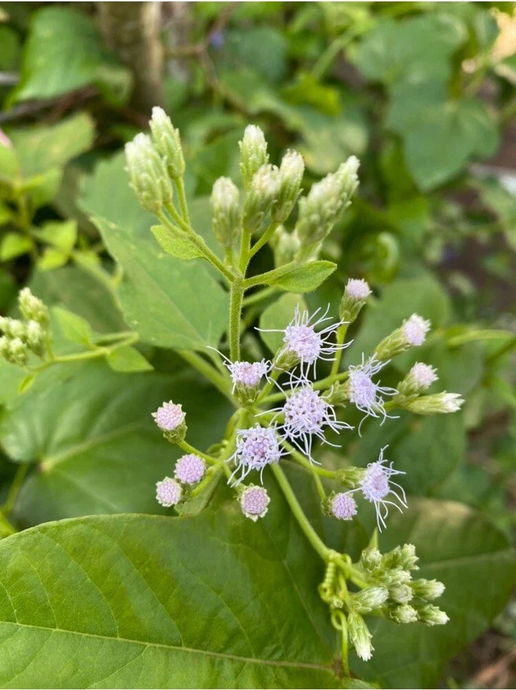 Jack The Bush Cuttings - 15 Organic 5-Inch Chromolaena Odorata - Butterfly Garden Plant, Pesticide-Free, No Soil, No Roots