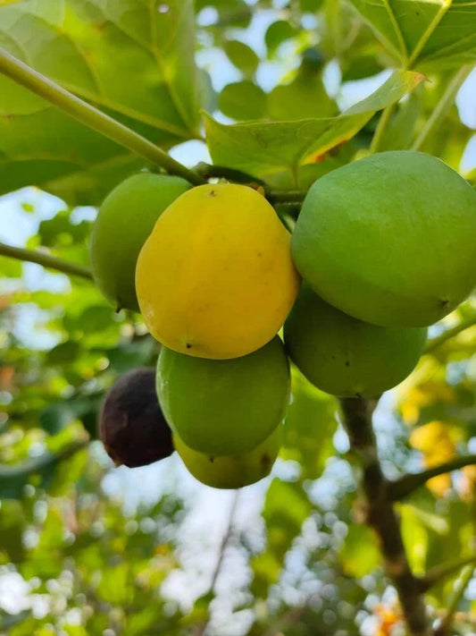 10 Barbados Nut Tree Seeds - Jatropha curcas - Tropical, Hardy Oil Seed Plant for Sustainable Gardening