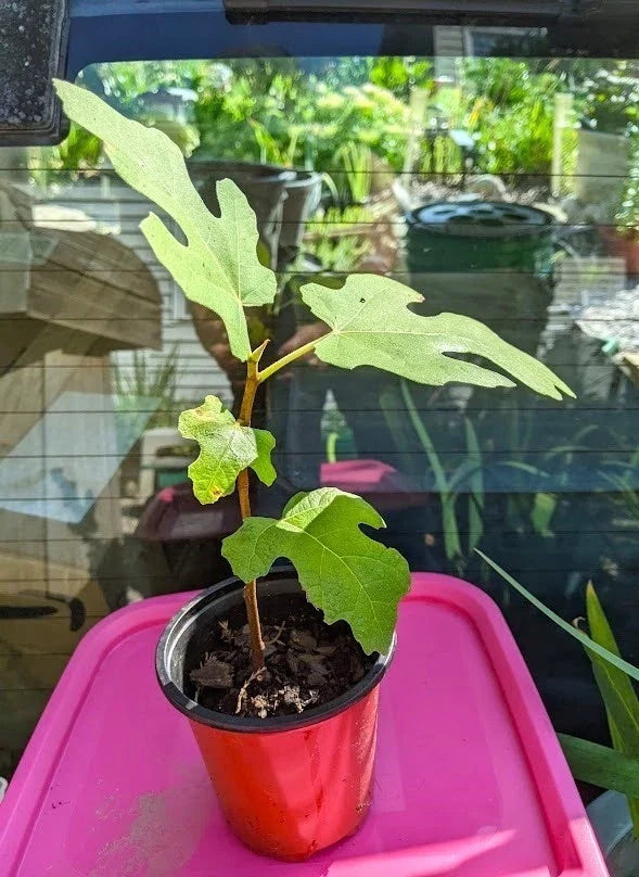 Chicago Hardy Fig Tree - 6" to 9" Tall - Cold Hardy & Self Pollinating - Ficus carica 'Chicago Hardy'