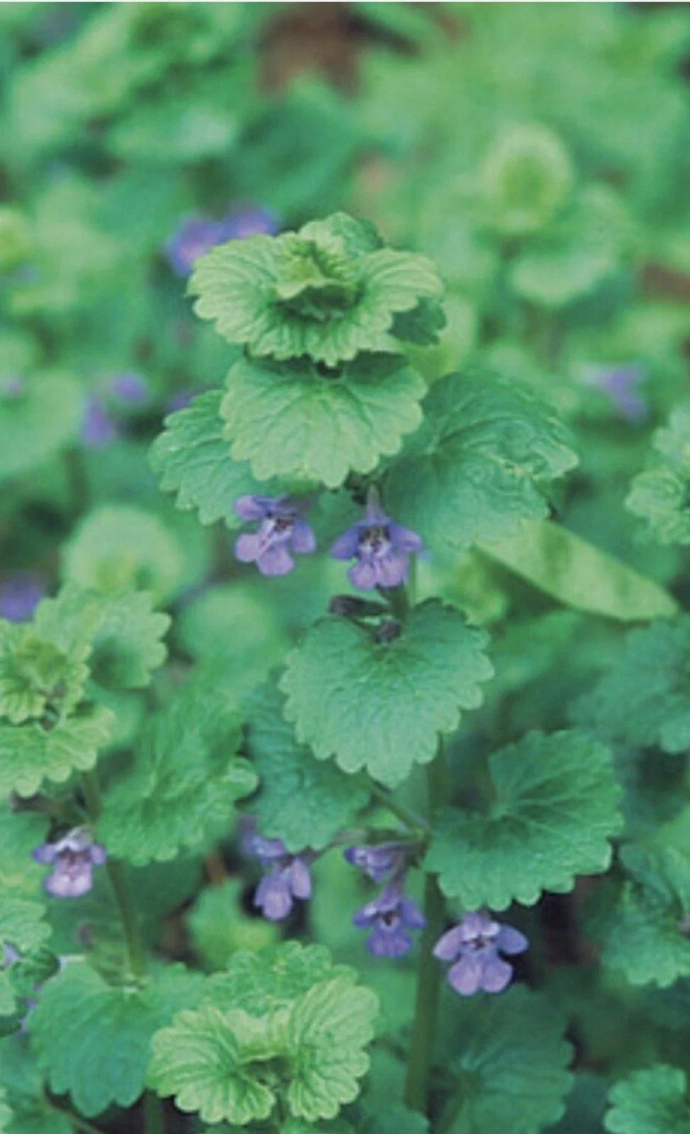Creeping Charlie Live Vine Plant 10 Rooted Knots Evergreen Glechoma hederacea Fast-Growing Indoor Hanging Greenery