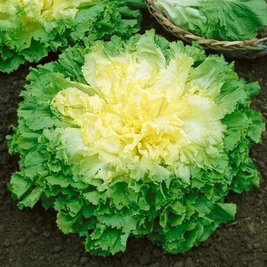 Broadleaf Batavian Endive Seeds - 1000 Non-GMO Heirloom - Cichorium endivia - Flavorful Escarole for Salads and Dishes