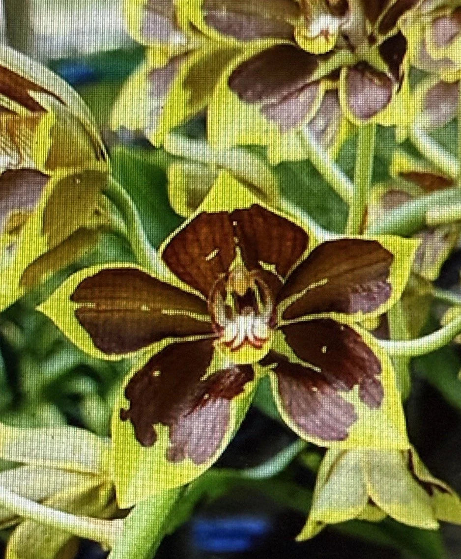 Small Rooted Orchid Bulb - Bare Root Variety - Orchidaceae - Ideal for Repotting & Indoor/Outdoor Gardens