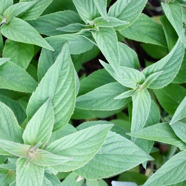 Organic Pineapple Sage Live Starter Plant - Salvia elegans - Aromatic Culinary Herb - Non-GMO Herbal Garden Addition