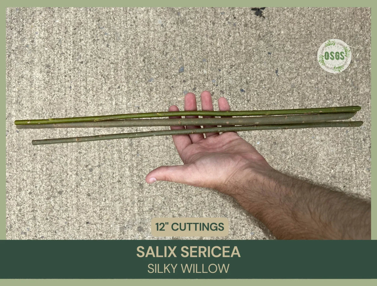 Silky Willow Cuttings 12" Fresh Cuttings Salix sericea | Native Plant for Garden, Propagation, and Crafting