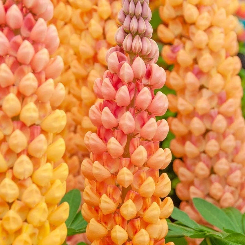 Salmon Star Lupine Seeds - 25 Perennial Flower Seeds - Hardy Pink Blooms - Lupinus polyphyllus - Attracts Pollinators