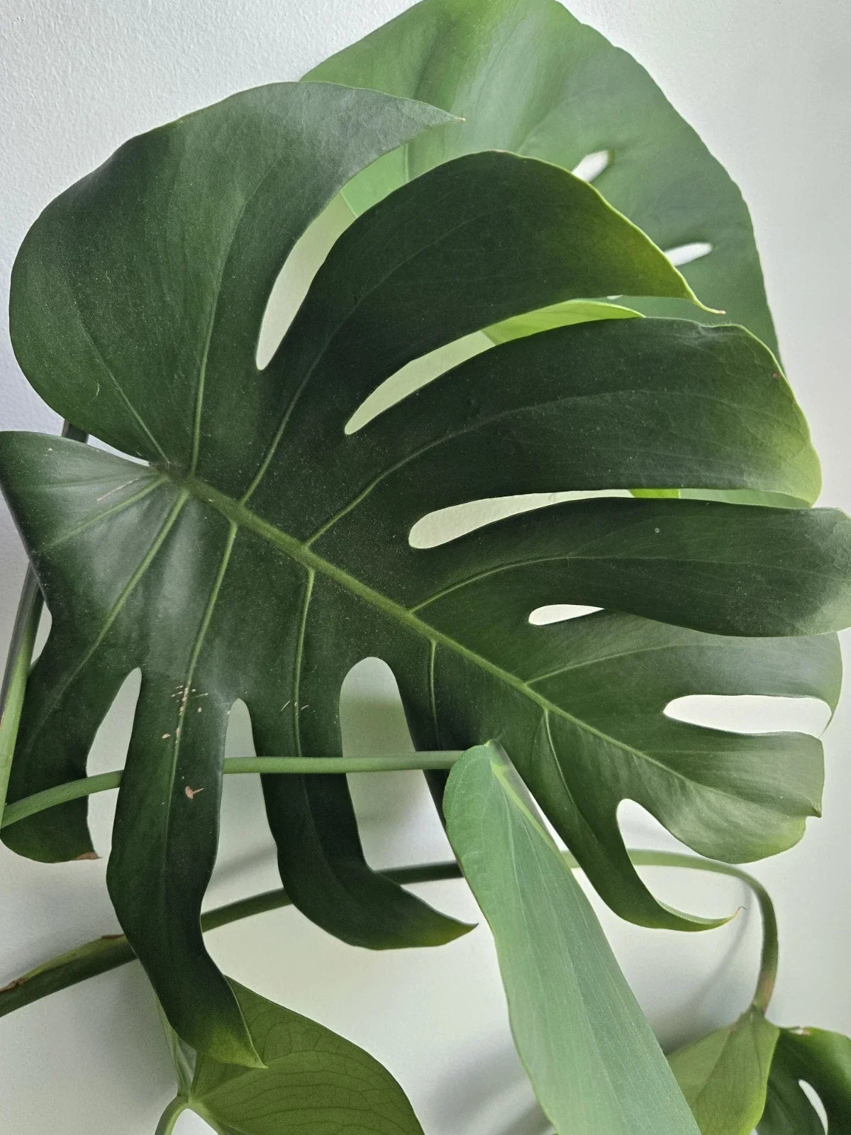 Large Rooted Monstera Cutting | 4-Inch Pot | Swiss Cheese Plant | Monstera Deliciosa | Indoor Houseplant