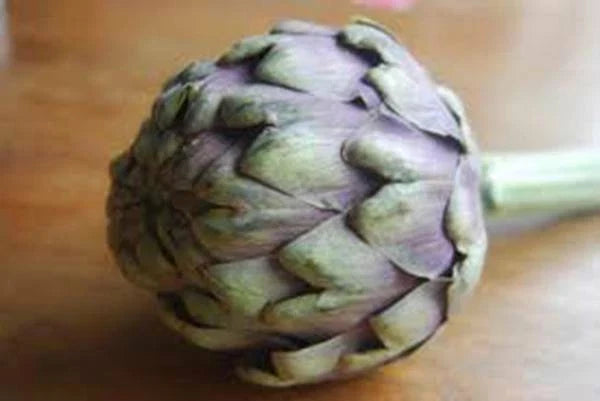 Artichoke Seeds 500 Count Green Globe Heirloom Non-GMO Cynara scolymus - Perfect for Organic Gardening and Culinary Use