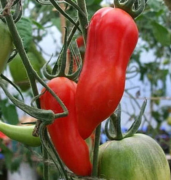 Heirloom Tomato Seeds - 30 Seeds - Jersey Devil Paste Variety - Non-GMO - Solanum lycopersicum - Indeterminate Growth
