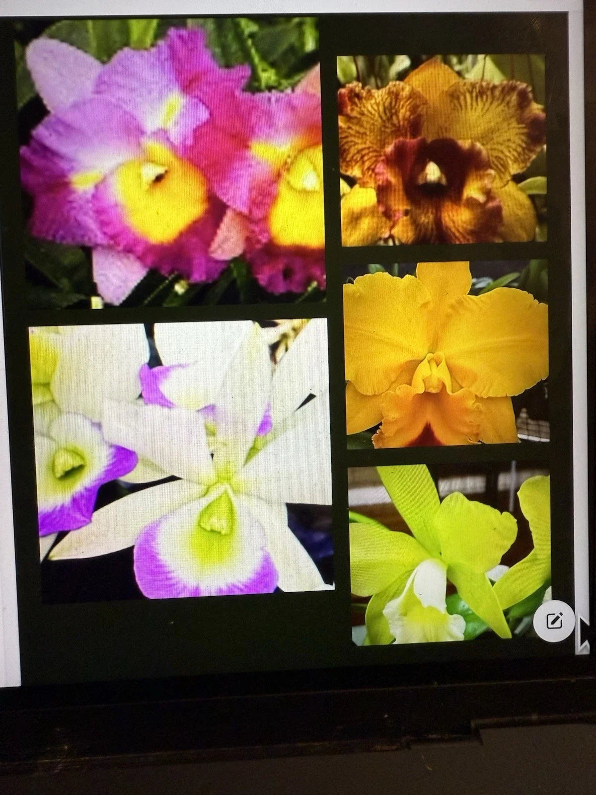 Cattleya Orchid Plant Bare Root 1-3 Stems Cattleya spp. - Vibrant Blooms for Indoor or Outdoor Gardening