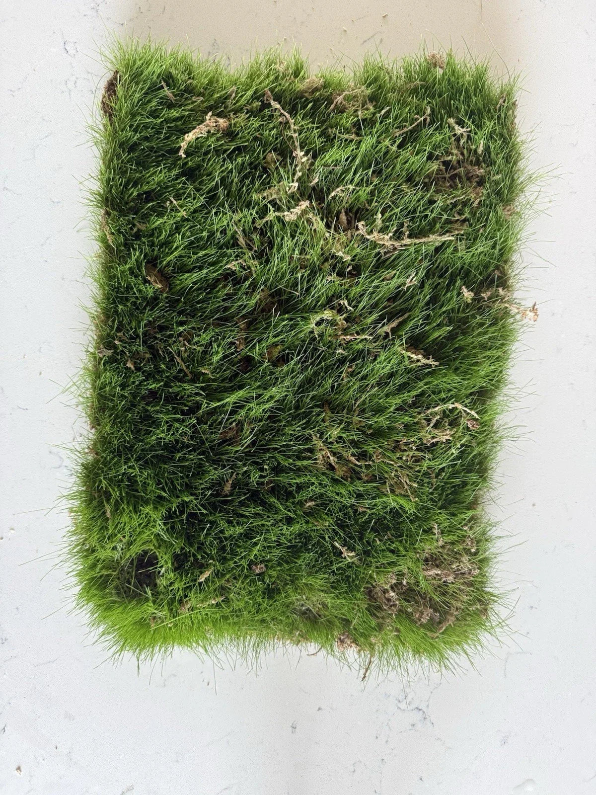 Kentucky Blue Grass Sod Strip 1'x18" Root Bound Piece - Poa pratensis - Soilless Lawn Care for Vibrant Greenery