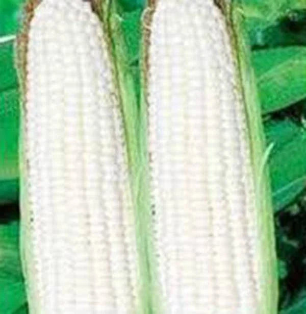 Corn Seeds - 20+ Heirloom Stowell's Evergreen White - Sweet & Delicious - Zea mays - Non-GMO for Home Gardening