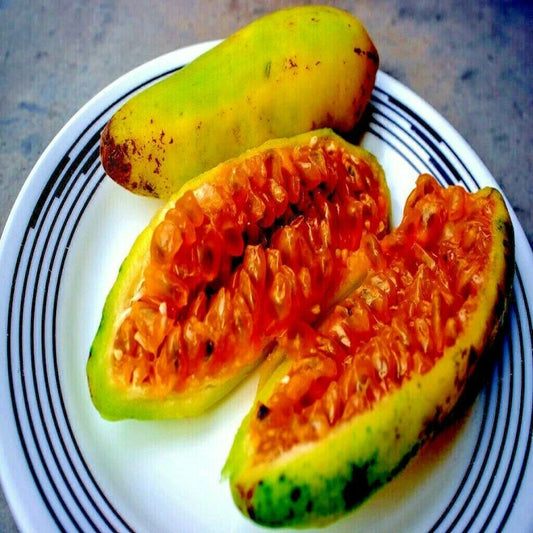 10 Banana Passionfruit Seeds | Fast Flowering Vine | Passiflora Mollissima | Rare Tropical Fruit Seeds