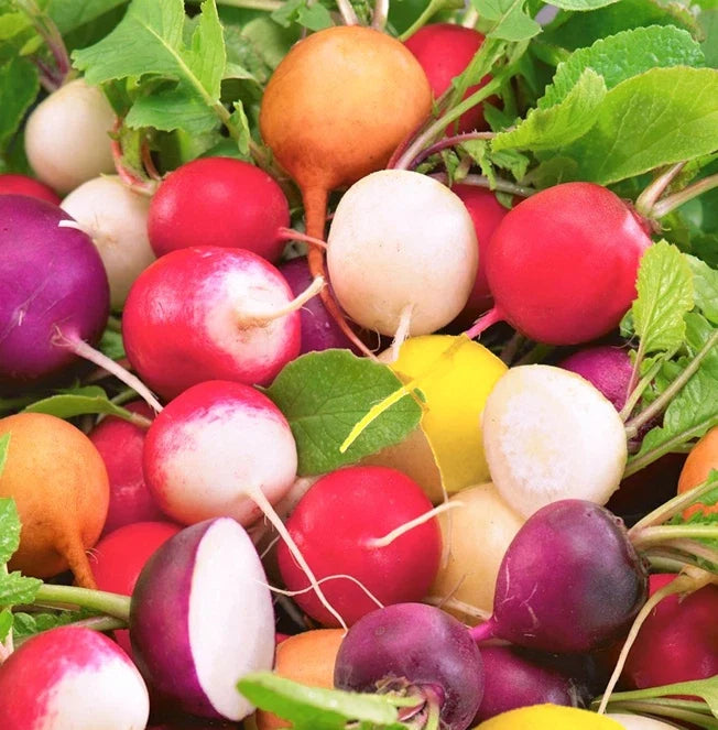 Radish Seeds Mix | Crayon Colors | Non-GMO Organic Vegetable | Raphanus sativus | 200 Seeds for Home Garden