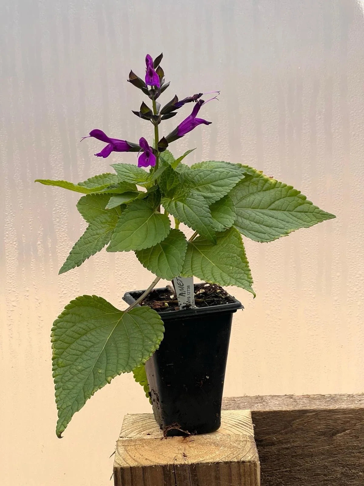 Salvia Amethyst Live Plant 2” Pot Purple Flowers Salvia nemorosa Perennial Meadow Sage for Garden Borders and Containers