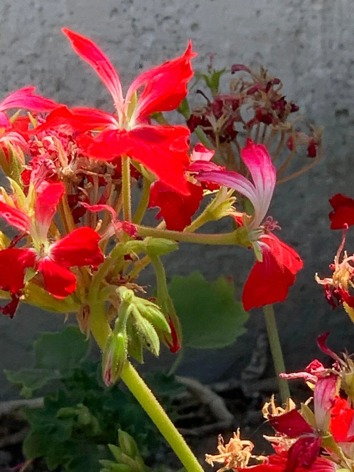 Live Geranium Cuttings 6" Red 'Fireworks' Pelargonium - Unrooted Flower Plant (3 Cuttings)