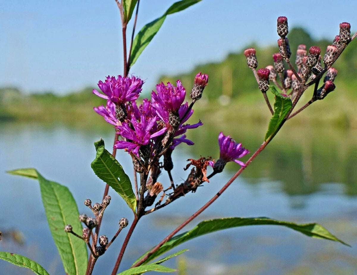 Ironweed Seeds 200 Pack, Purple Flowers, Medicinal Herb, Vernonia fasciculata - Easy to Grow, Free Shipping