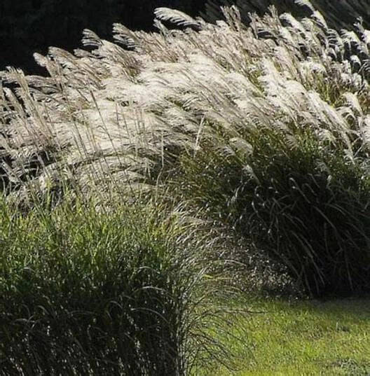 Chinese Silver Grass Seeds - 100 Count - Miscanthus sinensis - Ornamental Grass for Garden, Landscape & Borders